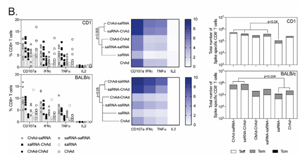 Phenotype of the T cells response following vaccination on, preprint, Spencer et al.