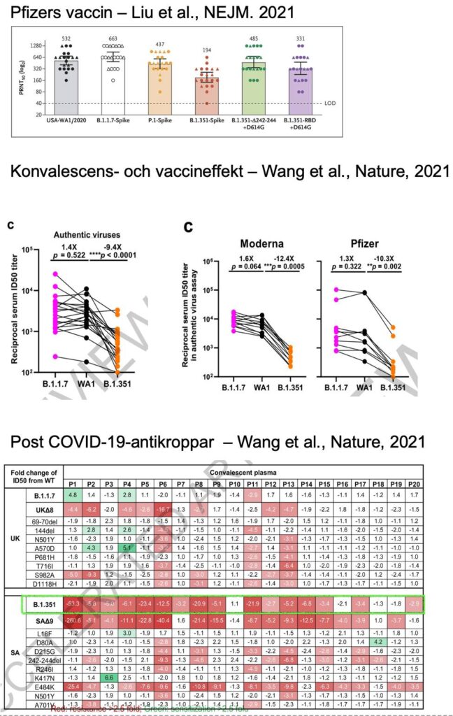 Analyser i NEJM och Nature finner att varianten B.1.351 sänker neutralisationsförmågan in vitro av både Pfizers och Modernas vaccin